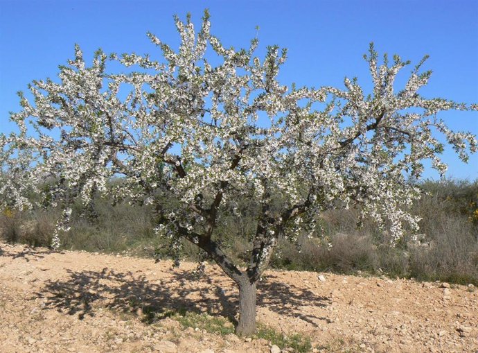 Archivo - Agricultura analiza la productividad de nuevas variedades de almendro en el Campo de Cartagena como alternativa a otros cultivos