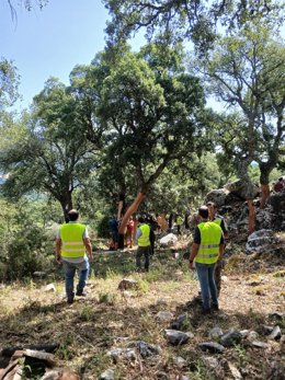 Trabajos forestales en monte público de Andalucía.