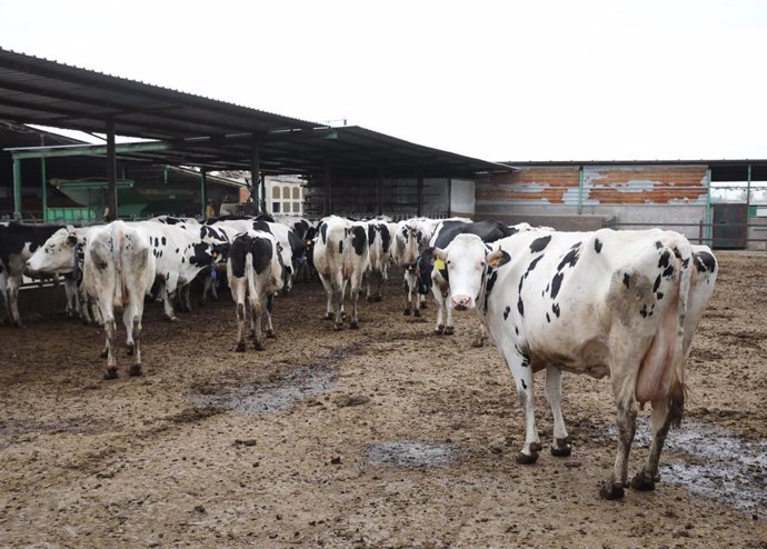 Archivo - Varias vacas lecheras, de la raza bovina frisona, en las instalaciones de una granja.- Archivo