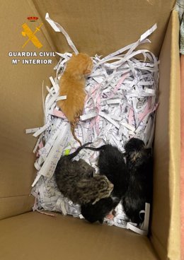 Rescatadas cuatro crías de gato que habían sido abandonados en una cuneta en Donamaría.