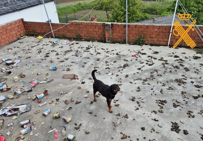 El perro abandonado en Lugo