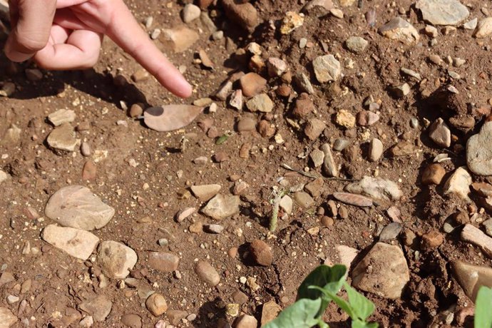 Daños por topillos en alubia verde en una finca de San Torcuato.