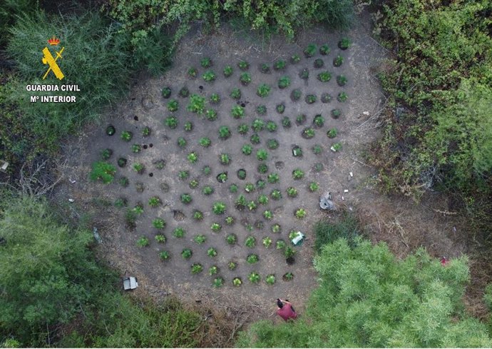 Plantación de marihuana al aire libre localizada cerca de la carretera de San Roque.