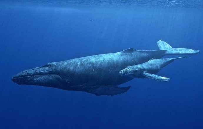 Ballena jorobada