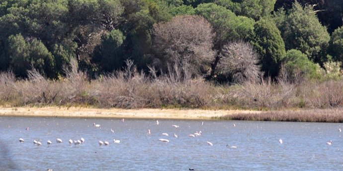 Archivo - Imagen de archivo del estado de la Laguna de El Portil en 2015.