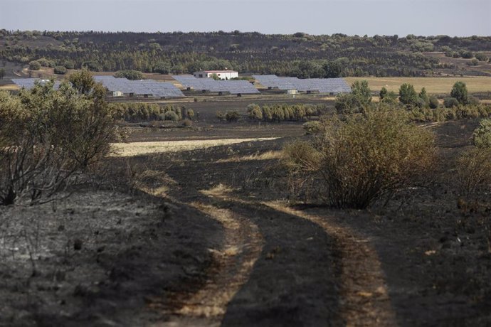 Vegetación afectada a causa de un incendio forestal, a 20 de agosto de 2024, en Castrillo de los Polvazares, Astorga, Castilla y León (España).