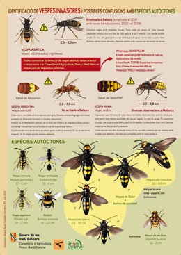 Infografia sobre la avispa asiática confeccionada por el Govern