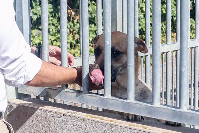 Archivo - Un perro durante una visita a las instalaciones del Integral de Acogida de Animales (CIAAM) del consejero de Medio Ambiente, Agricultura e Interior de la Comunidad de Madrid, Carlos Novillo, a 8 de agosto de 2023, en Madrid (España). 