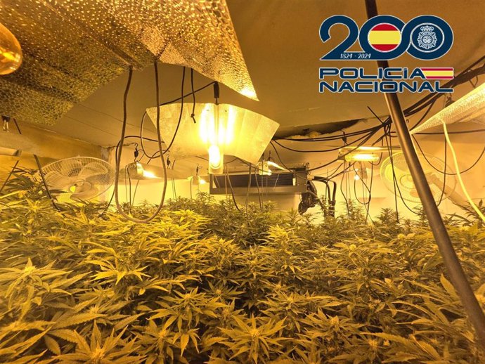 Plantación de marihuana 'indoor' localizada en la primera planta de una vivienda de La Línea de la Concepción.