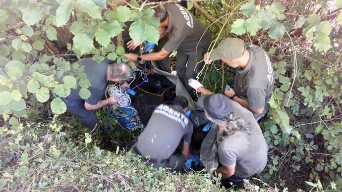 Rescatado en Somiedo (Asturias) un oso herido que no podía mover las patas traseras