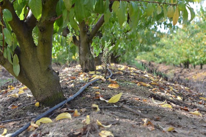 Archivo - Sistema de regadío en un cultivo.