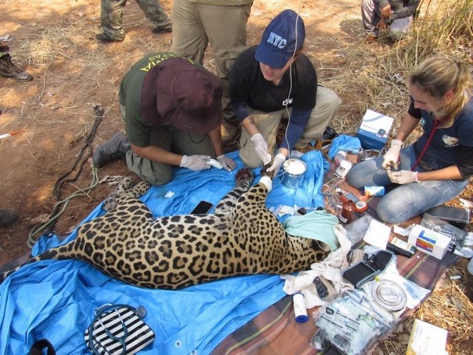 El santuario más grande de jaguares en Pantanal, a pocos días de sufrir "daños irreversibles" por los incencios