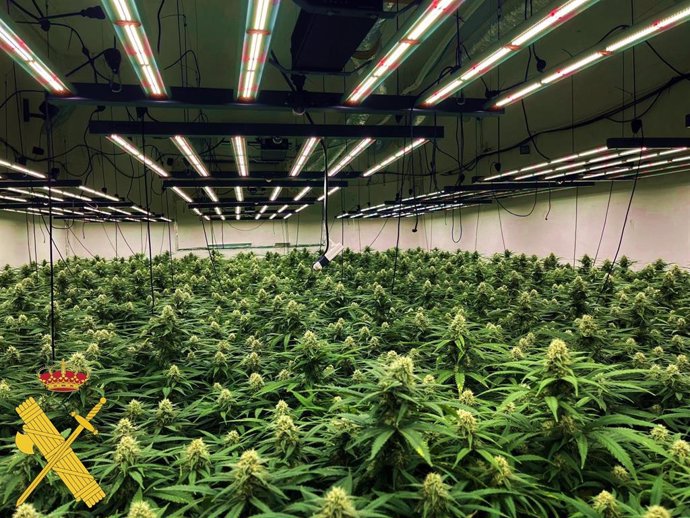 Plantas de marihuana cultivadas en un almacén de La Puebla de Vícar, en Almería.