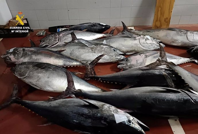 Piezas de atún rojo aprehendidos por la Guardia Civil en una nave de Tarifa, en Cádiz.