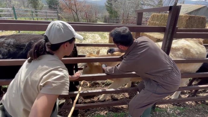 El proyecto piloto del uso vainilla para ahuyentar al lobo del ganado en la Sierra Norte