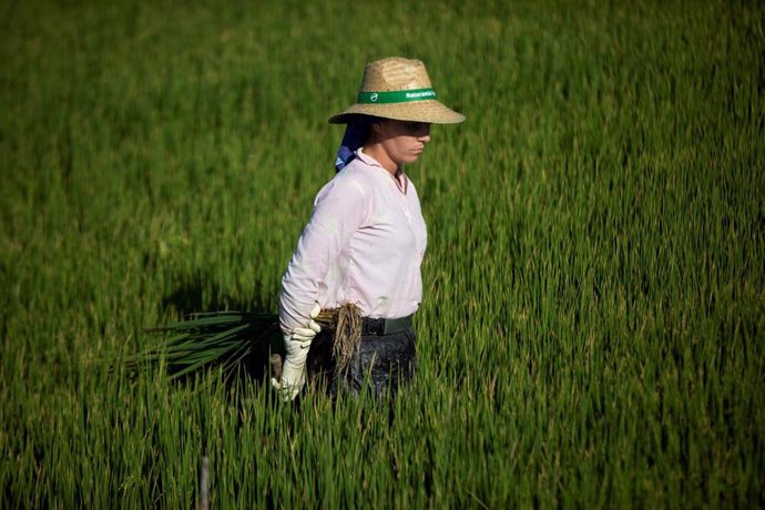 Archivo - Una jornalera durante su labor, escardar arroz, en un arrozal en Isla Mayor. A 26 de agosto de 2022 en Sevilla (Andalucía, España).