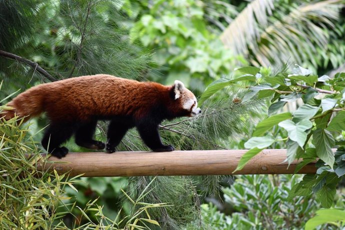 Ejemplar de panda rojo, una especie en peligro de extinción