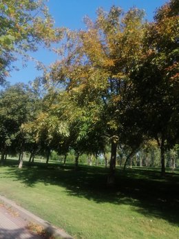 Foto de los castaños de indias secándose en el Parque San Miguel