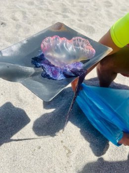 Archivo - Imagen de una carabela portuguesa en una playa gallega.