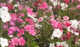 Plantas de vinca de Madagascar plantadas en los maceteros la zona centro de la ciudad.