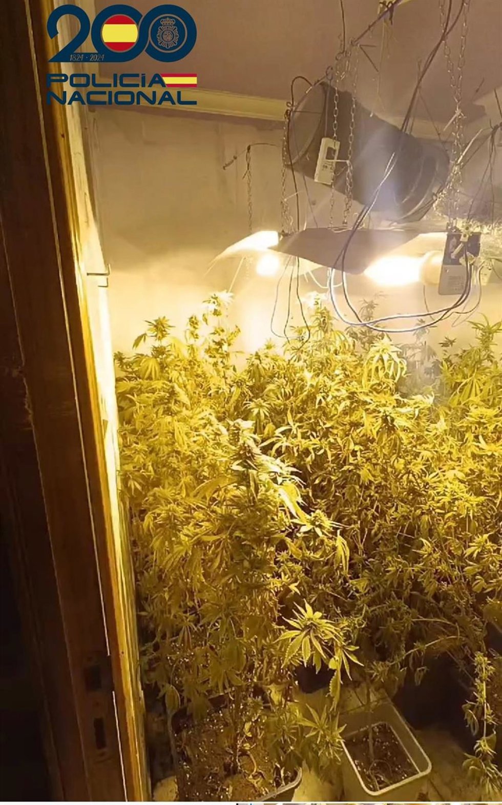 Plantación de marihuana detectada.