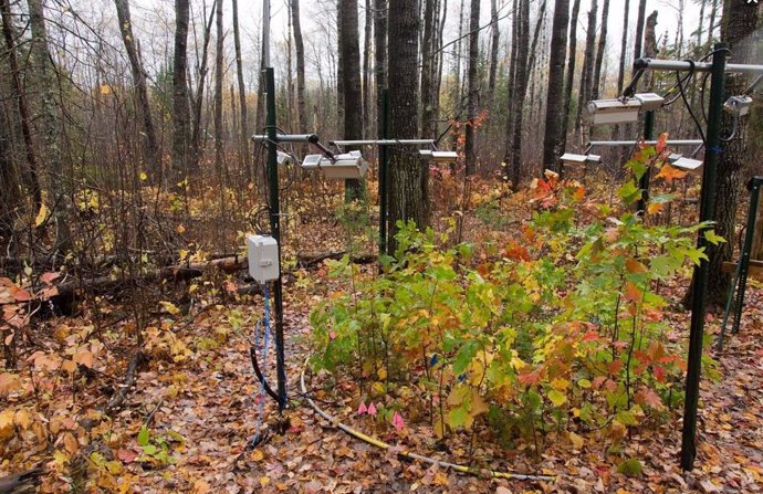 Esta es una de las 72 parcelas forestales divididas en dos sitios en Minnesota que los investigadores utilizaron para medir el carbono en el suelo forestal durante más de una docena de años.