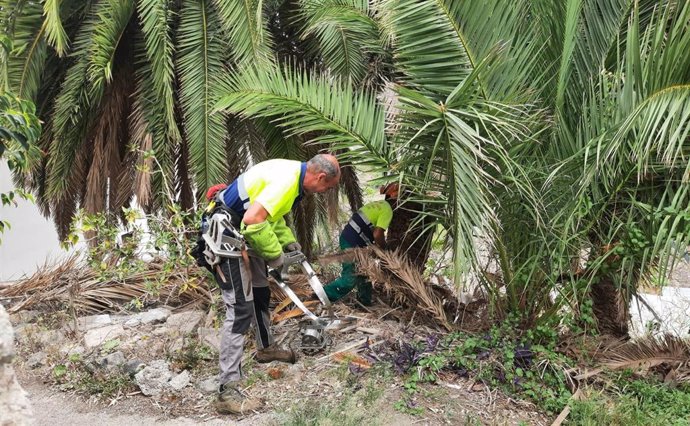 Trabajos de mejora del palmeral en Tenerife