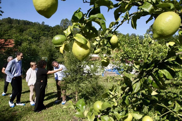 El consejero Pablo Palencia y el alcalde de Alfoz de Lloredo, Enrique Bretones, visitan una plantación de limones en Novales