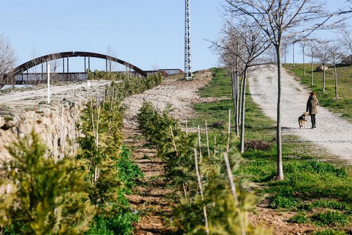 Archivo - Barrera vegetal a lo largo de la carretera de Hoyo de Manzanares en el barrio de La Estación de Colmenar Viejo