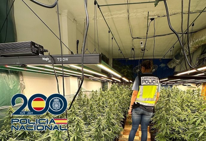 Plantas de marihuana incautadas tras desmantelar diez laboratorios en viviendas de Vélez