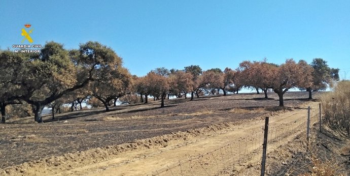 Dehesa quemada en Burguillos del Cerro.