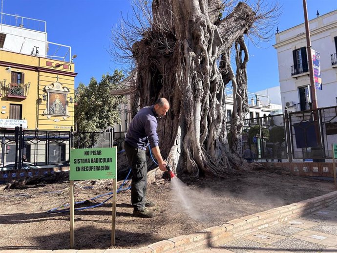 Archivo - Riego en el ficus de San Jacinto de Sevilla en una foto de archivo 