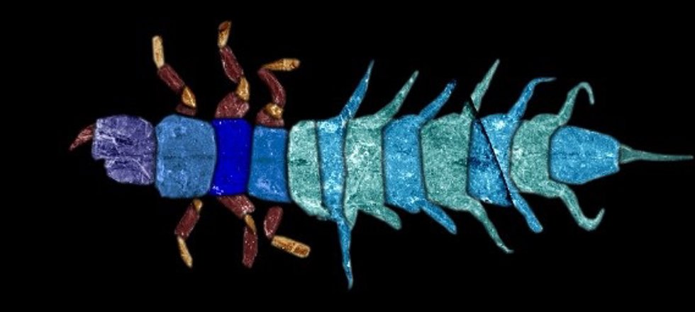 Imagen de una larva de Slidaea fosilizada encontrada en McGrath Flat.
