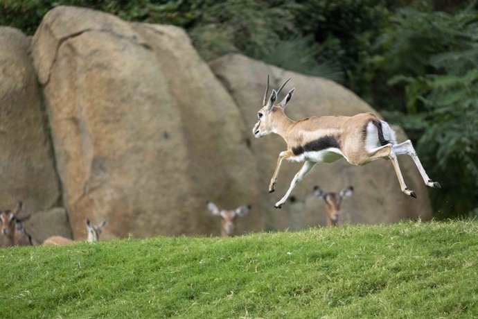 Archivo - Nacimiento en BIOPARC Valencia del antílope más veloz de África, solo superado por el guepardo