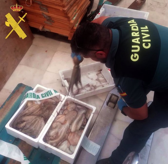 La Guardia Civil en la intervención de los pulpos capturados ilegalmente.