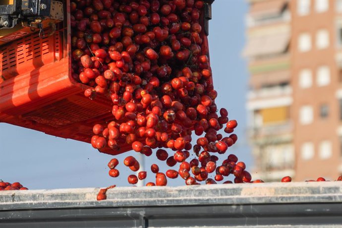 Cientos de tomates son cargados en camiones para la fiesta de la tomatina de Buñol, a 27 de agosto de 2024, en Silla, Valencia.