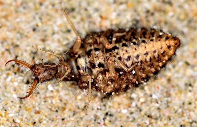 Una larva de hormiga león (Euroleon nostras) haciéndose la muerta