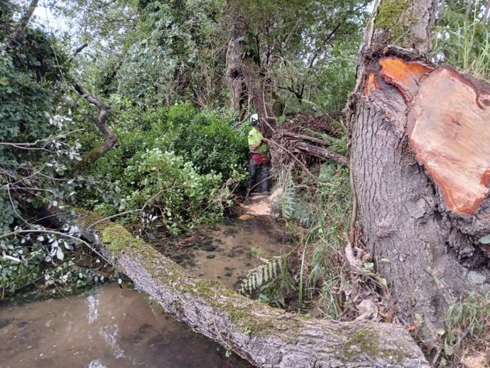 Intervención en un arbol caído