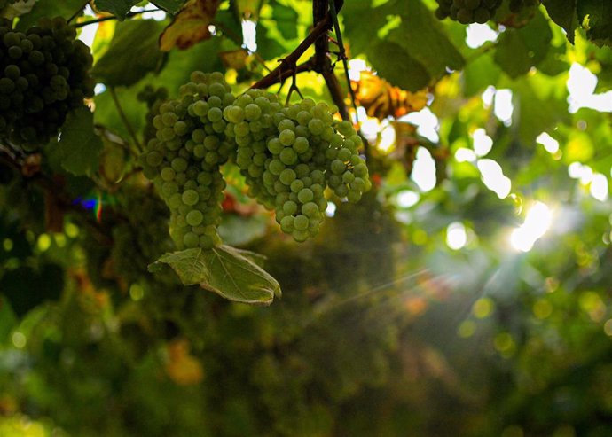 Archivo - Varias uvas colgando de una parra 