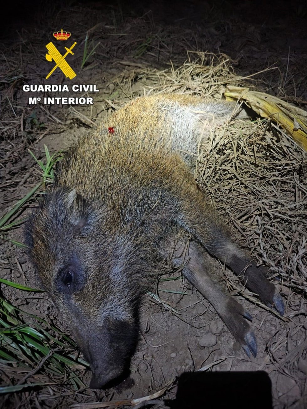 Jabalí abatido a escasos metros de viviendas