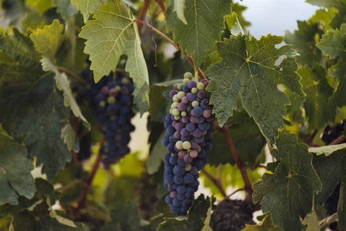 La estimación de rendimientos de los viñedos de Rioja Alta y Rioja Alavesa, disponibles en el aplicativo del Consejo