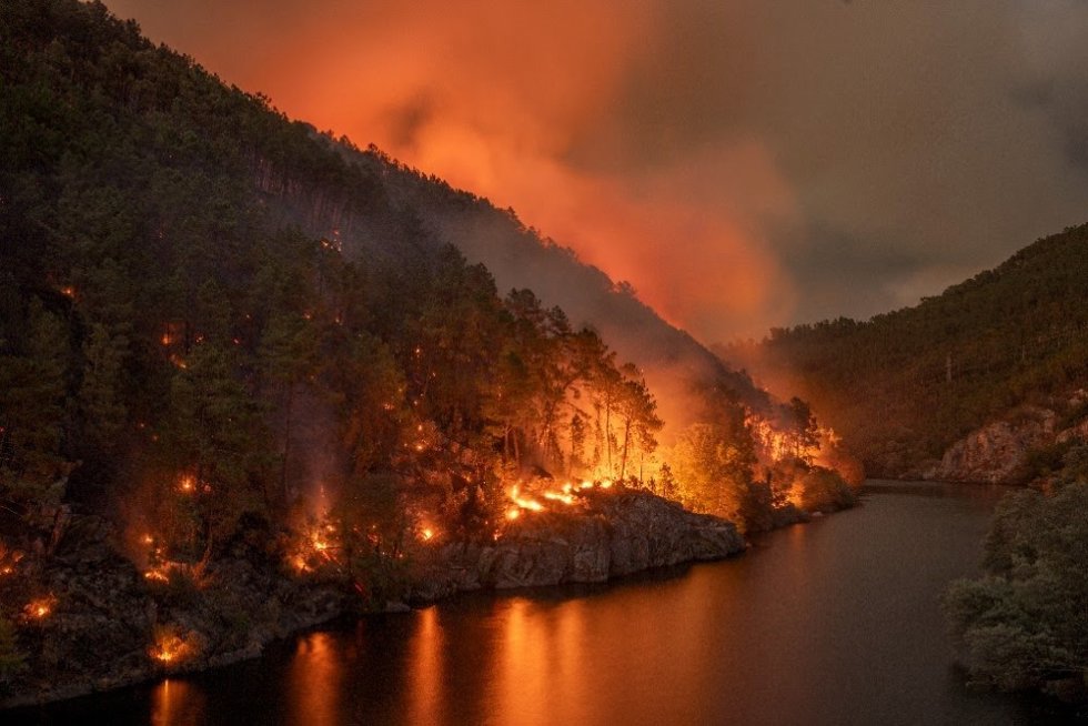 WWF pide más esfuerzos para investigar las causas de los incendios forestales y penas efectivas para los causantes.