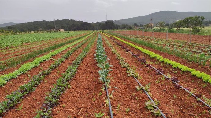 Sector agroalimentario en Mallorca