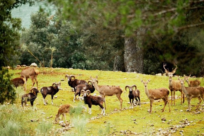 El acuerdo busca promover la carne de caza certificando su procedencia de montes gestionados de manera sostenible.