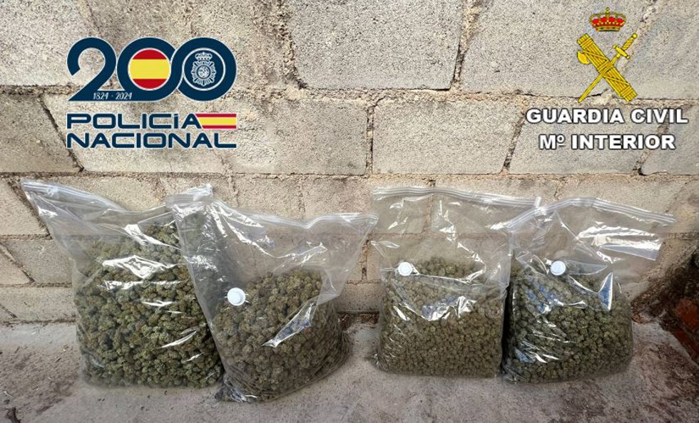 Cogollos de marihuana intervenidos en la operación conjunta de Policía Nacional y Guardia Civil en Maracena