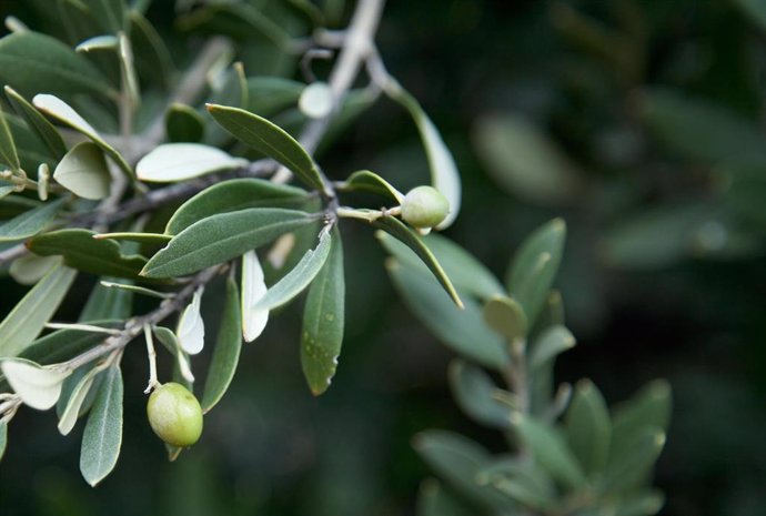 El crecimiento de las exportaciones agroalimentarias andaluzas está protagonizado por la "importante" subida de las ventas de aceite de oliva, con 2.441 millones de euros.