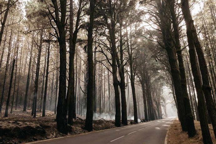 Archivo - Carretera TF-21 (La Esperanza) de acceso al Parque Nacional del Teide afectada por el incendio de Tenerife