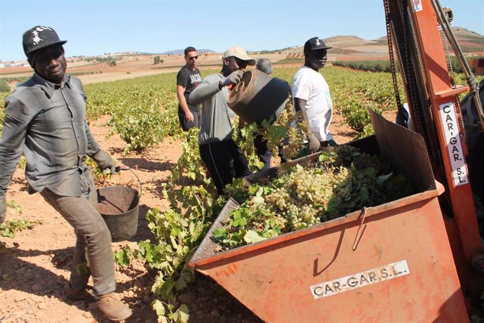 Archivo - Varias personas recogen uvas de una cosecha durante la temporada de vendimia 