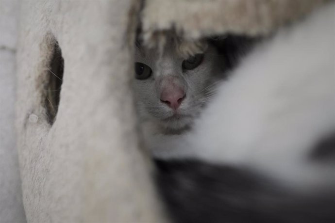 Archivo - Un gato tumbado en las instalaciones adecuadas del albergue San Francisco de Asis de la Sociedad Protectora de Animales y Plantas de Madrid (SPAP), donde hay acogidos 300 perros y 100 gatos aproximadamente. 