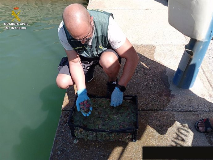 Un agente de la Guardia Civil muestra una de las ortiguillas incautadas en Chipiona.